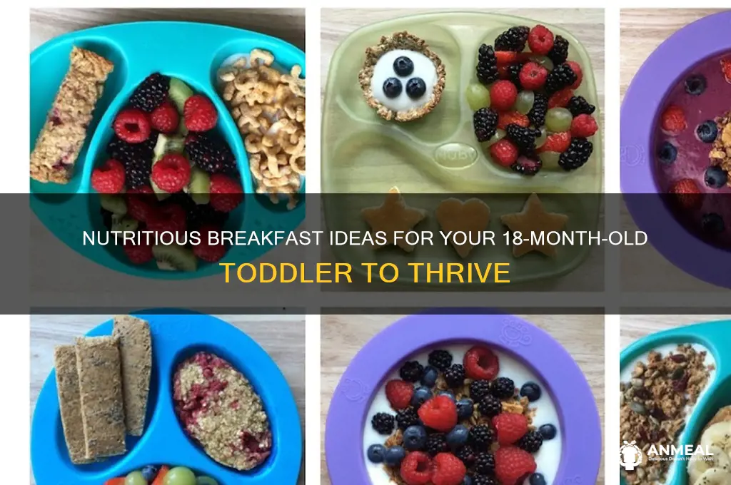 what should i feed my 18 month old for breakfast