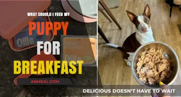 Nutritious Puppy Breakfast Ideas: Fueling Your Growing Furry Friend Right