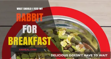 Healthy Rabbit Breakfast Ideas: Best Foods to Start Their Day Right