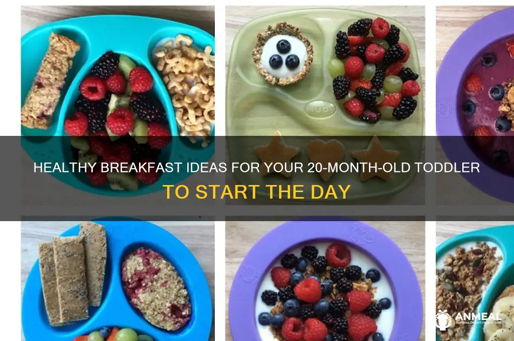 what should i give 20 month old baby for breakfast