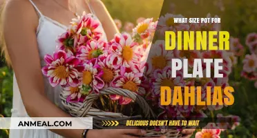 Perfect Pot Size for Dinner Plate Dahlias: A Comprehensive Guide