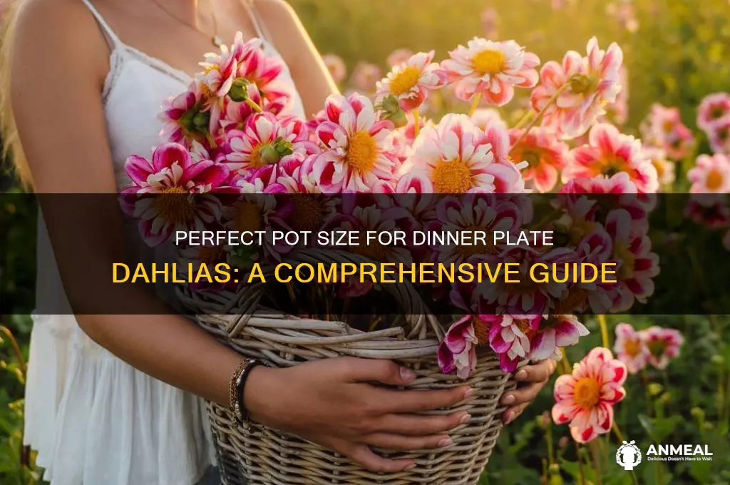 what size pot for dinner plate dahlias