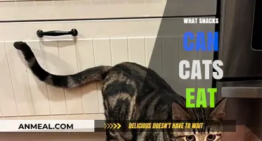 Purr-fectly Safe Snacks: A Guide to What Cats Can Munch On