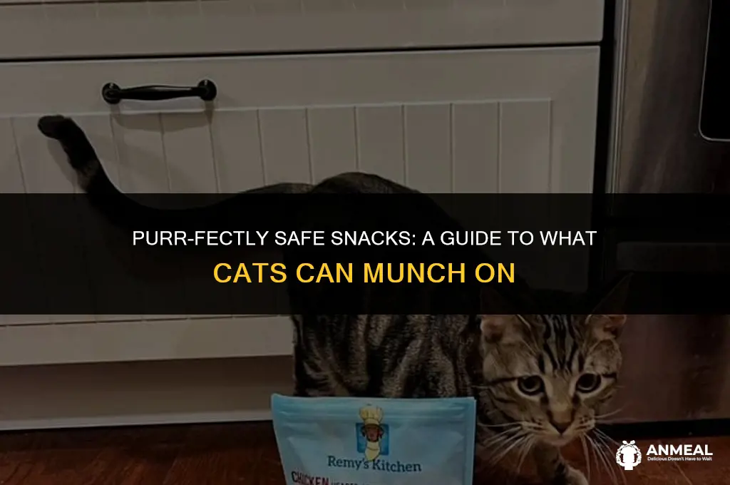 what snacks can cats eat