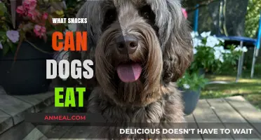 Healthy Treats for Your Furry Friend: A Guide to Dog-Safe Snacks