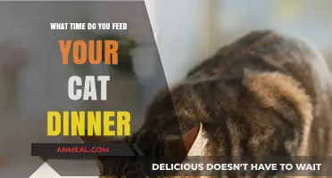 Purr-fect Timing: When to Serve Your Cat's Evening Meal
