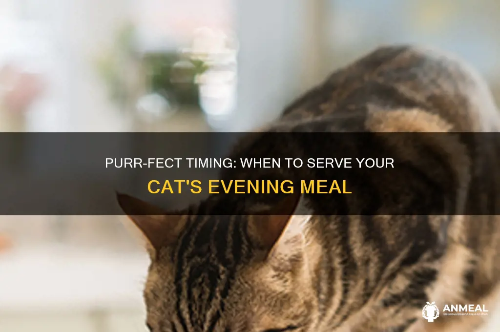 what time do you feed your cat dinner