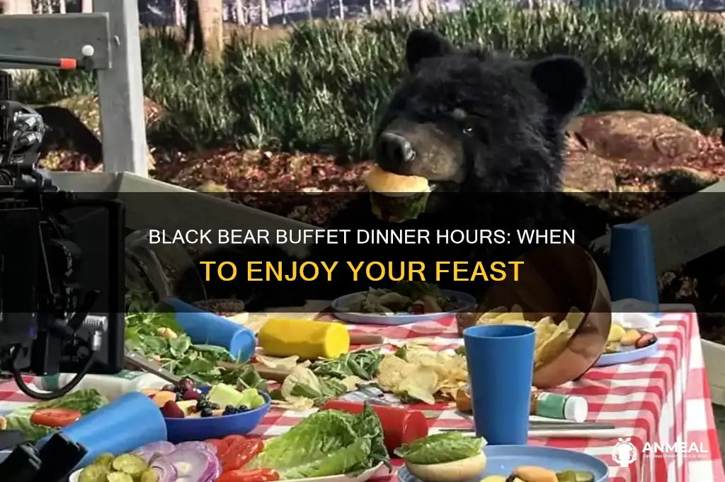 what time does dinner start at black bear buffet