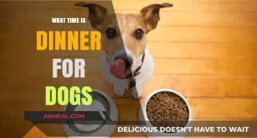 When Should Dogs Eat Dinner? A Guide to Canine Meal Times