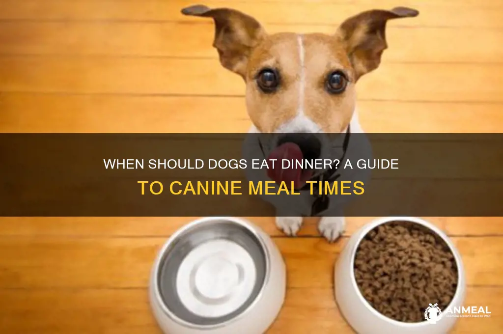 what time is dinner for dogs
