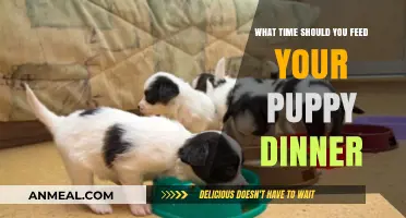 Perfect Puppy Dinner Time: Tips for Feeding Your Growing Pup