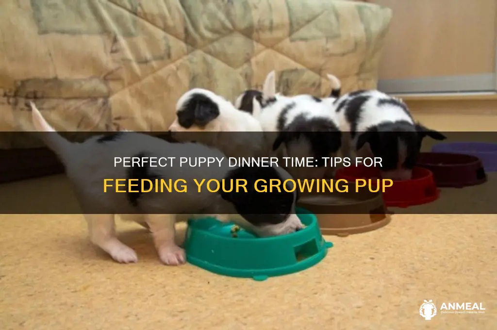 what time should you feed your puppy dinner