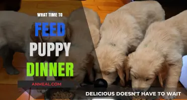 Perfect Puppy Dinner Time: When and How to Feed Your Pup