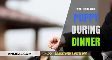 Dinner Time with Your Pup: Tips for a Peaceful Meal