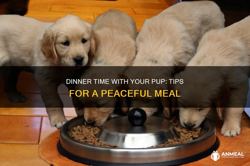 what to do with puppy during dinner