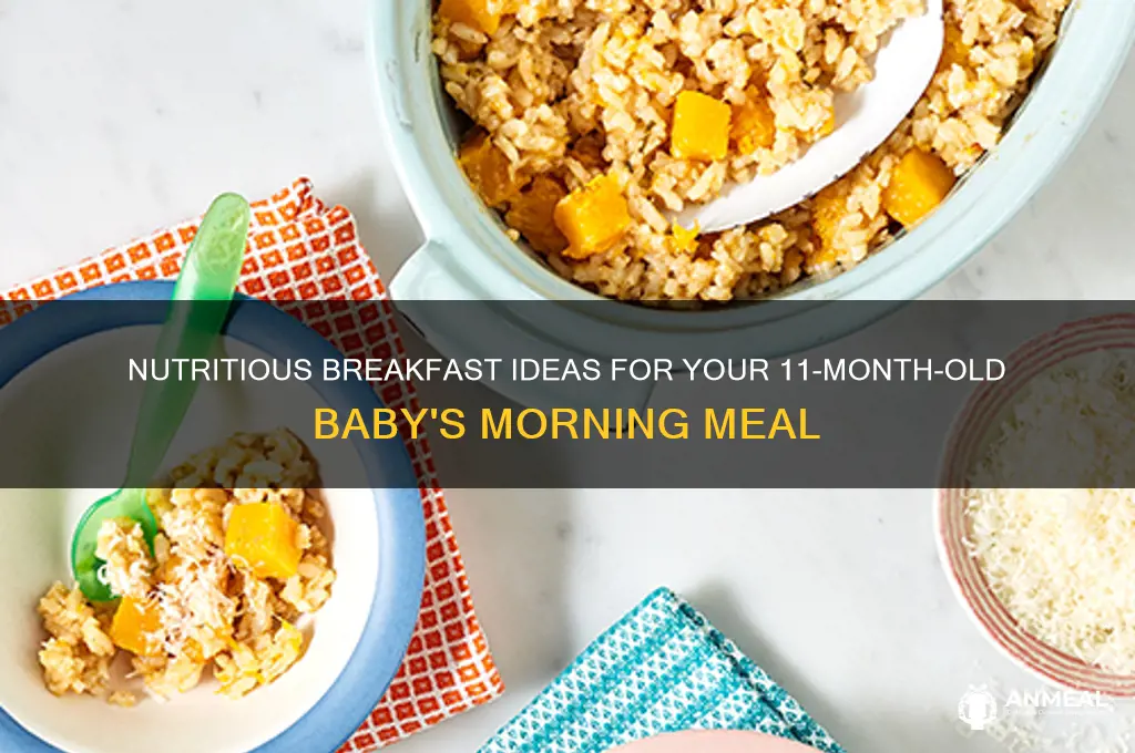 what to feed 11 month old baby for breakfast