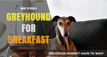 Nutritious Greyhound Breakfast Ideas: Fueling Your Sighthound's Morning Energy