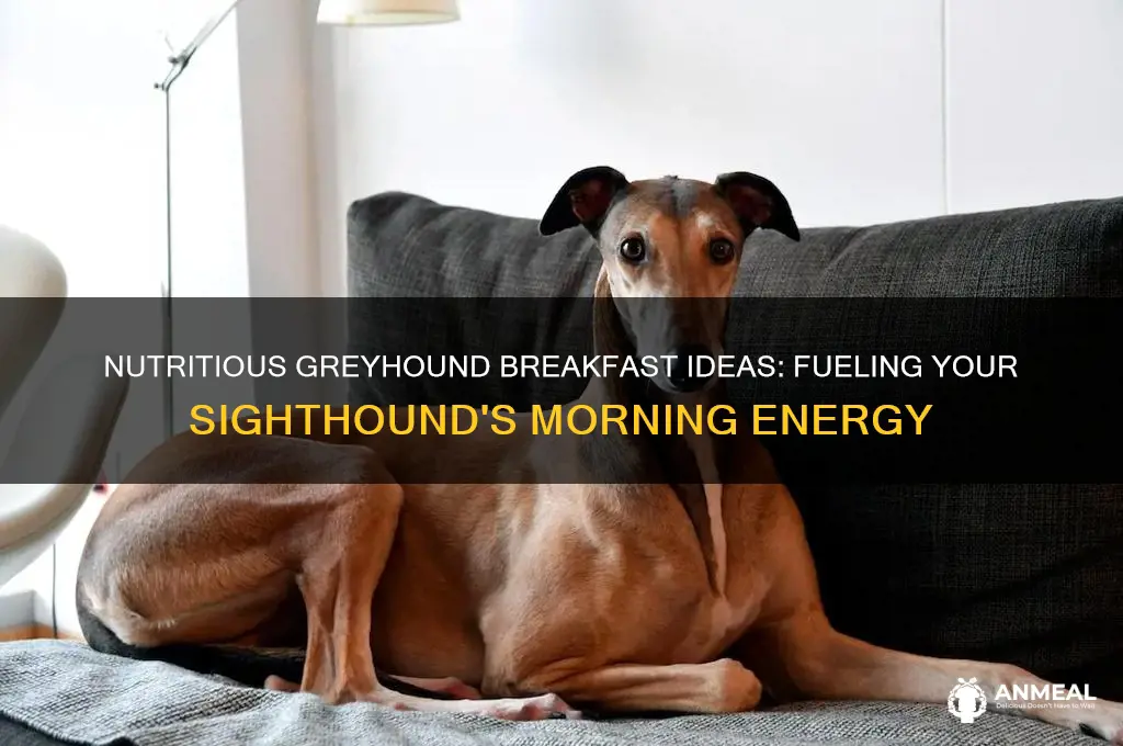 what to feed a greyhound for breakfast
