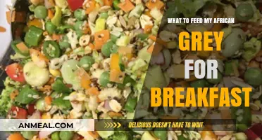 Nutritious Breakfast Ideas for Your African Grey Parrot's Morning Meal
