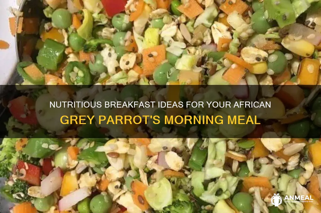 what to feed my african grey for breakfast