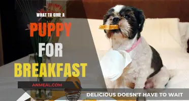 Healthy Puppy Breakfast Ideas: Nourishing Your Furry Friend Right