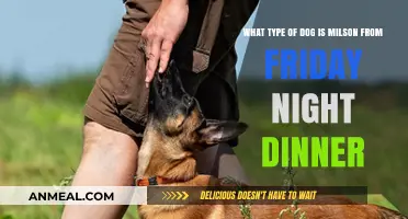Meet Milson: Unveiling the Breed Behind Friday Night Dinner's Canine Star