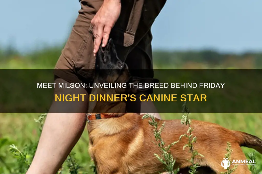 what type of dog is milson from friday night dinner