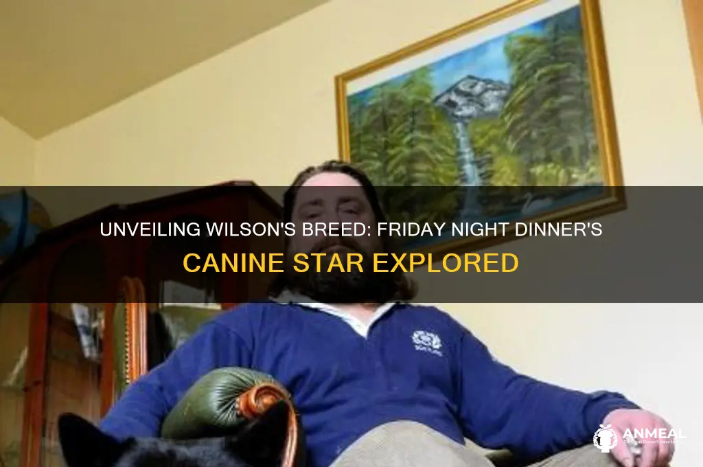what type of dog is wilson from friday night dinner