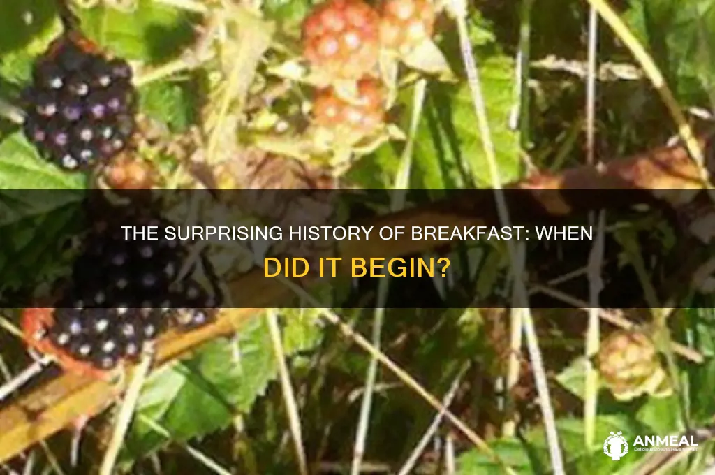 what year was breakfast invented