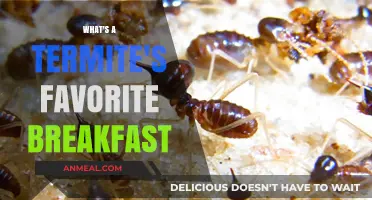 Termites' Morning Feast: Uncovering Their Favorite Breakfast Secrets