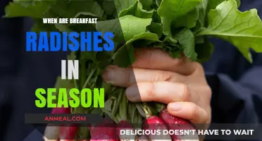 When Are Breakfast Radishes in Season: A Seasonal Guide
