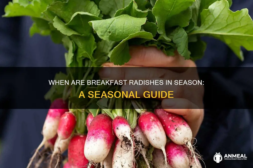 when are breakfast radishes in season