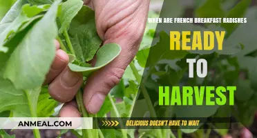 Harvesting French Breakfast Radishes: Timing for Perfect Crispness and Flavor