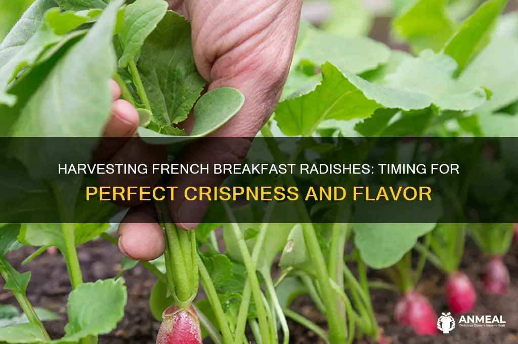 when are french breakfast radishes ready to harvest