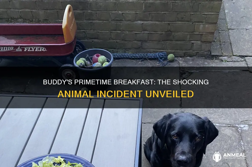 when buddy ate animal for breakfast on primetime