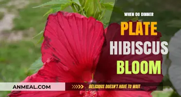 When Do Dinner Plate Hibiscus Bloom: A Seasonal Guide