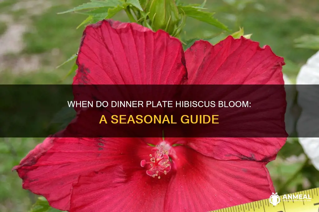 when do dinner plate hibiscus bloom