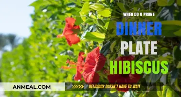 Pruning Dinner Plate Hibiscus: Best Timing for Healthy Blooms