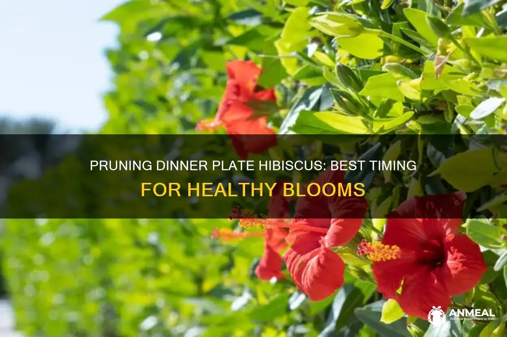 when do u prune dinner plate hibiscus
