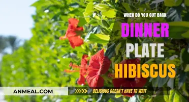 Pruning Dinner Plate Hibiscus: Best Timing for Healthy Growth