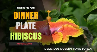 Perfect Timing for Planting Dinner Plate Hibiscus in Your Garden