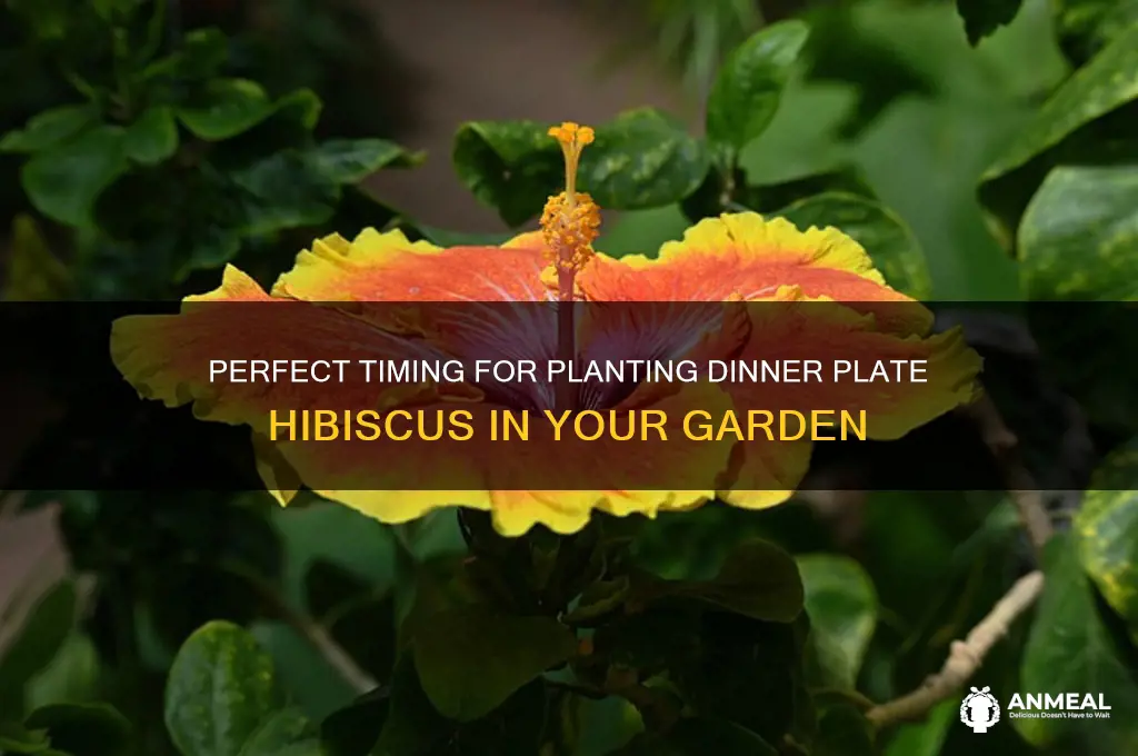 when do you plant dinner plate hibiscus