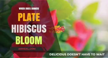 When Does Dinner Plate Hibiscus Bloom: A Seasonal Guide