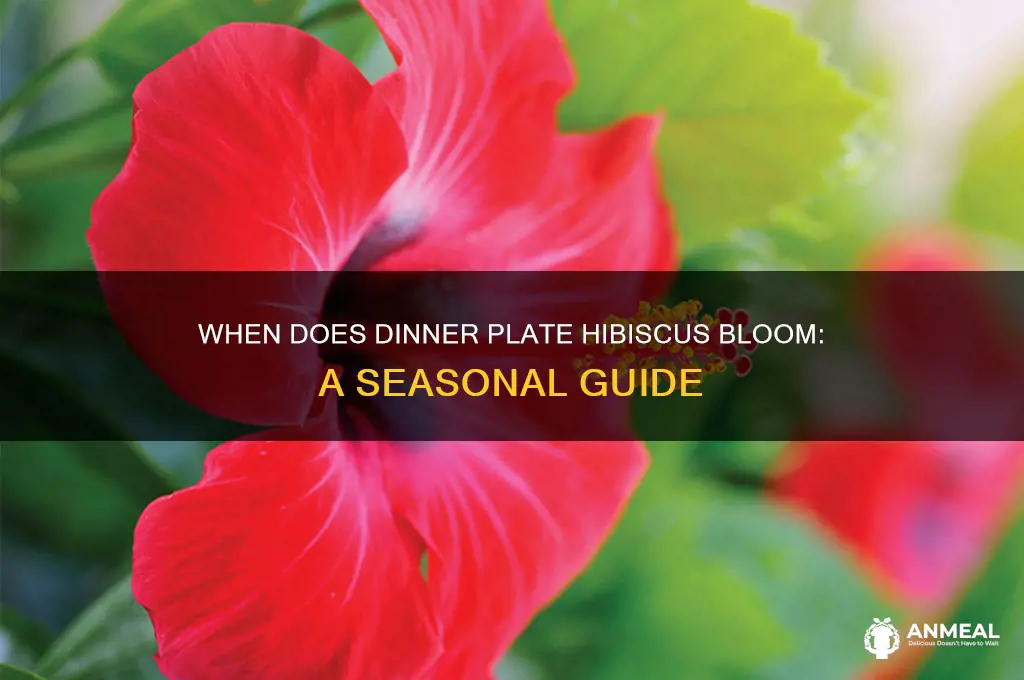 when does dinner plate hibiscus bloom