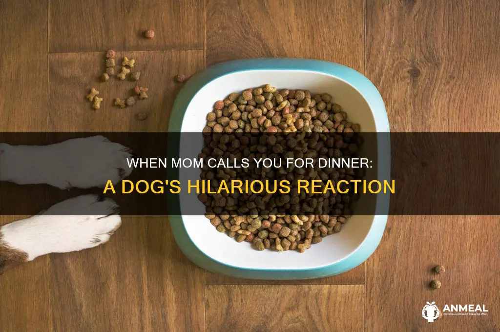 when mom calls you for dinner dog