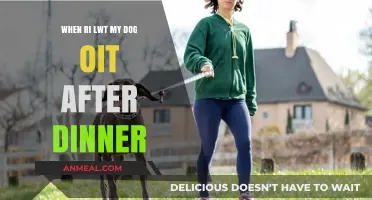 Post-Dinner Walks: Benefits of Letting Your Dog Out After Meals