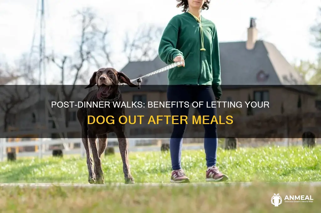 when ri lwt my dog oit after dinner