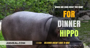 Hippo-Sized Hunger: When She Asks What You Want for Dinner