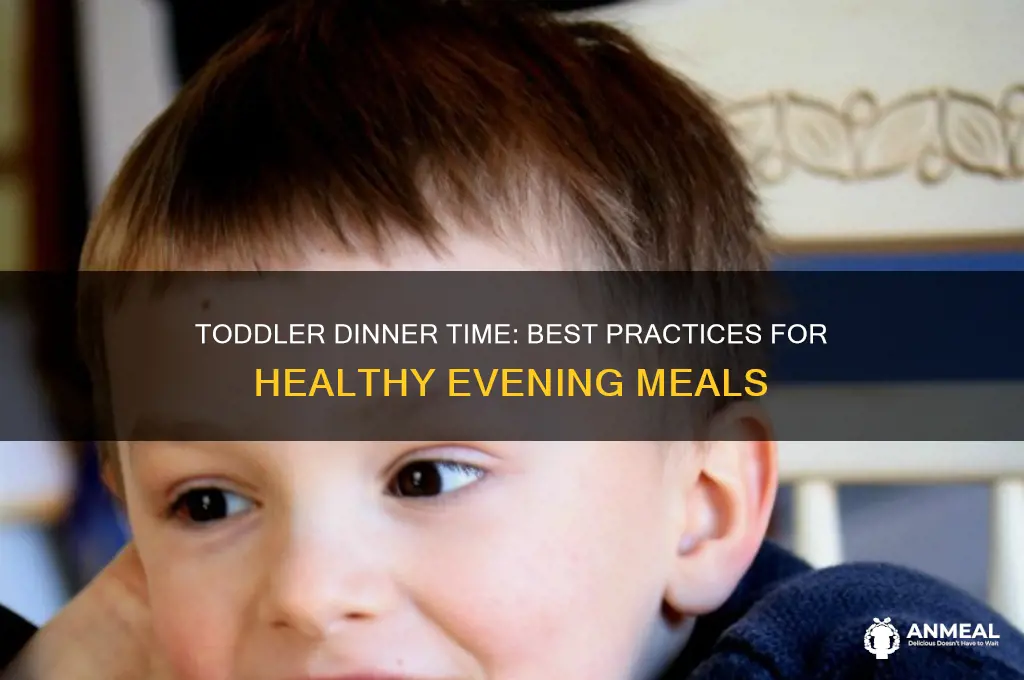 when should a toddler have dinner
