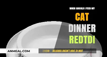 When to Feed Your Cat Dinner: Reddit's Best Tips and Advice